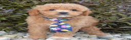 Cavapoo dogs for sale: Charlie - Ad 5