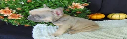 French Bulldog dogs for sale: Mitchell - Ad 6