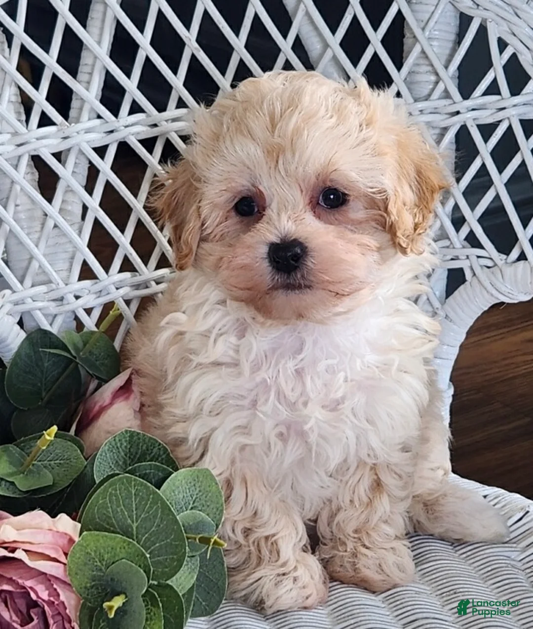 Maltipoo dogs for sale: Hannah - Ad 4
