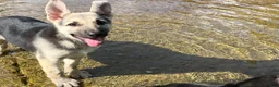 German Shepherd dogs for sale: Daisy - Ad 3