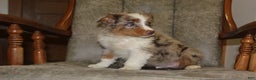 Australian Shepherd dogs for sale: Taco - Ad 5