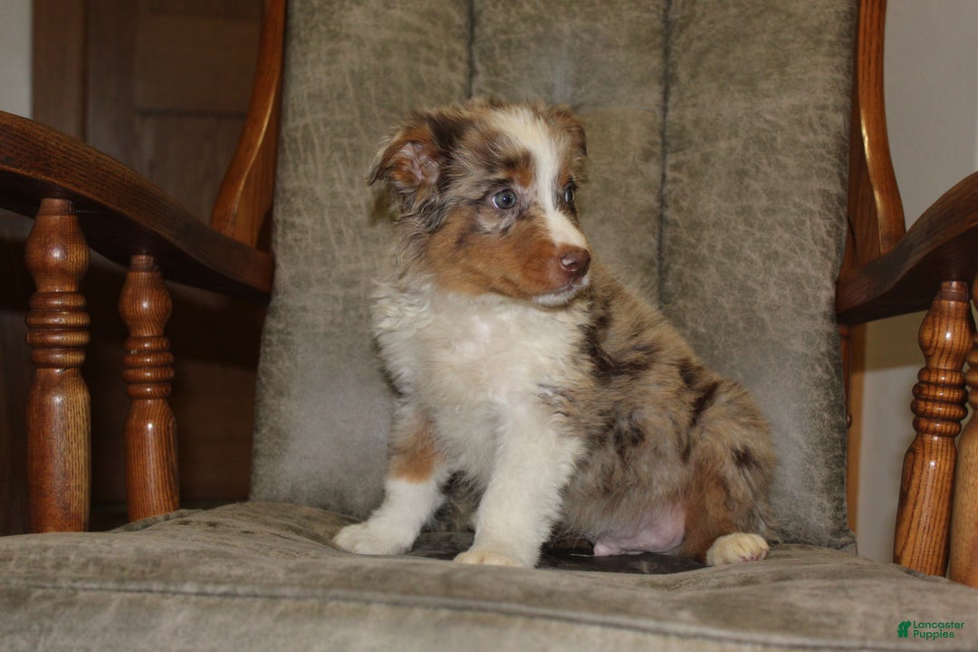 Australian Shepherd dogs for sale: Taco - Ad 5