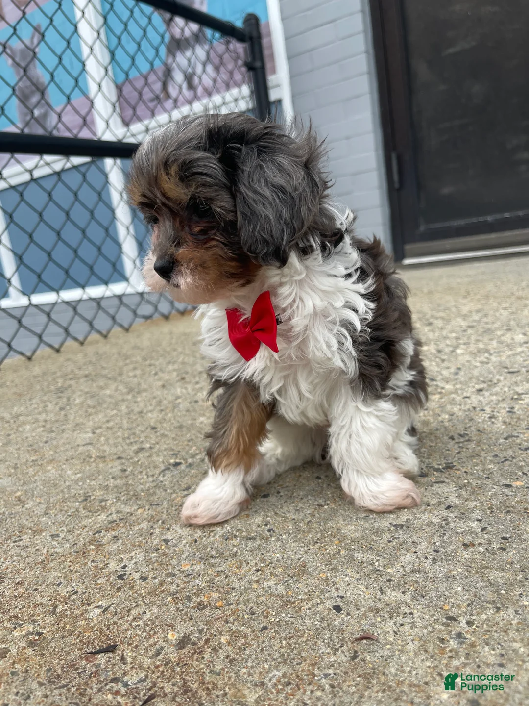 Cavapoo dogs for sale: Cavapoo Puppy 2 - Ad 3