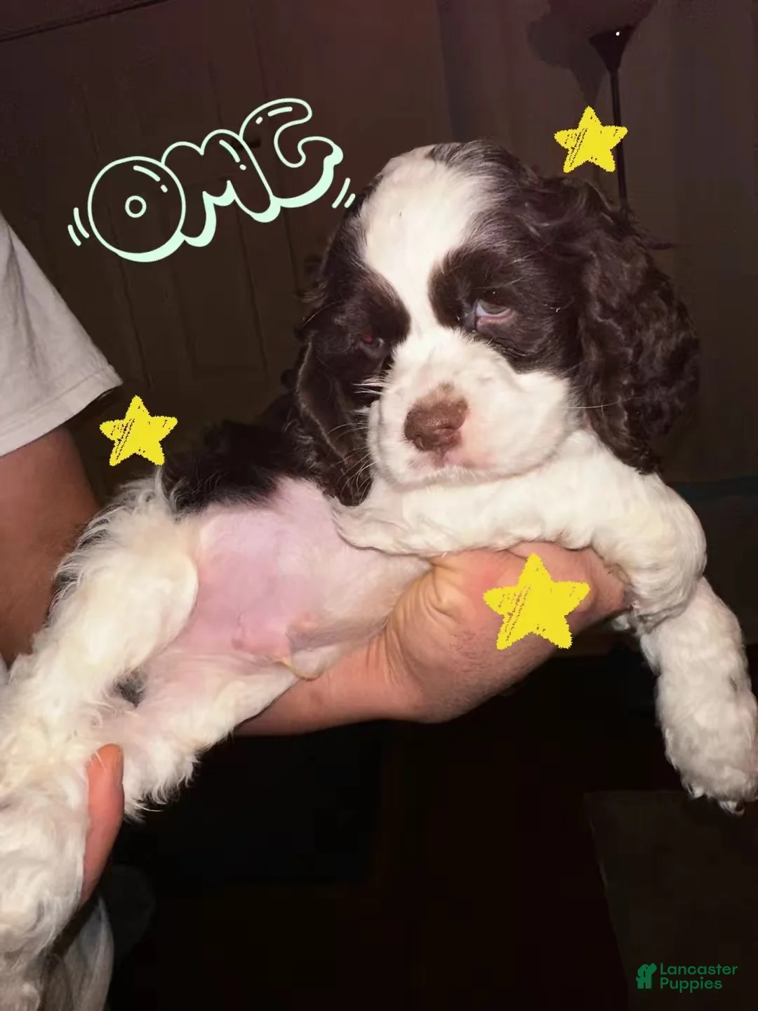 Cocker Spaniel dogs for sale: Chungus - Ad 9