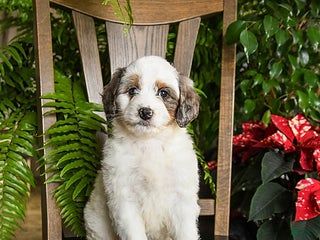 Mini Bernedoodle dogs Tango - Ad 17