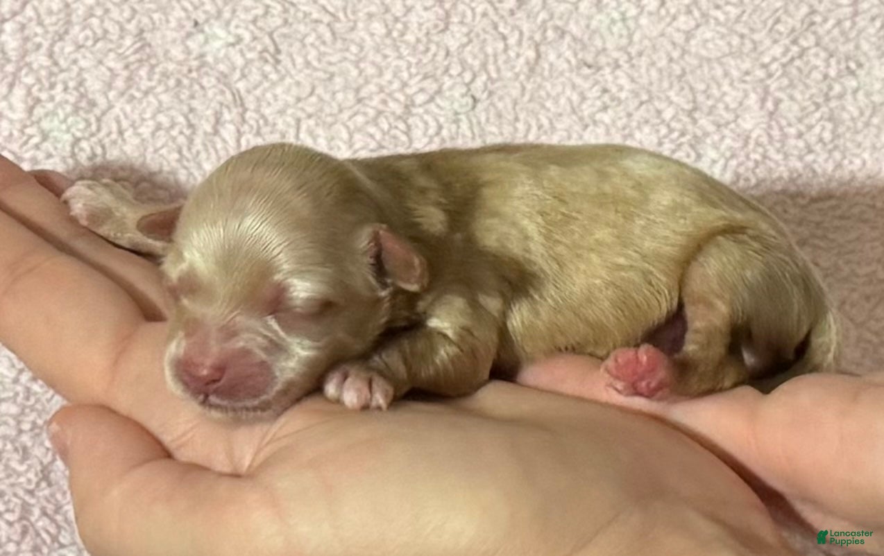 Maltipoo dogs Goldie - Ad 11