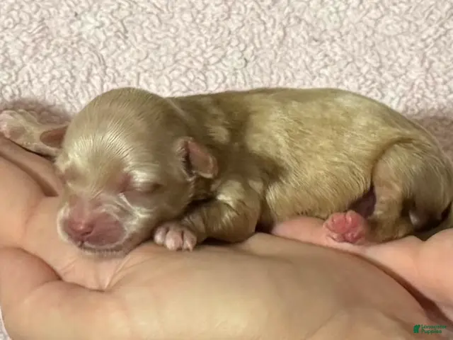 Maltipoo dogs Goldie - Ad 4