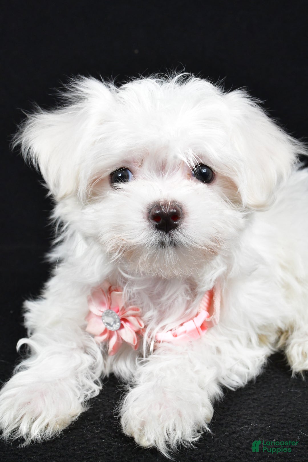 Maltese dogs for sale: Lacey - Ad 5