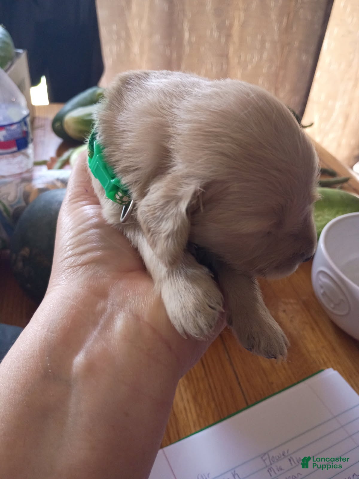Golden Retriever dogs Golden Retriever Male 4 - Ad 2