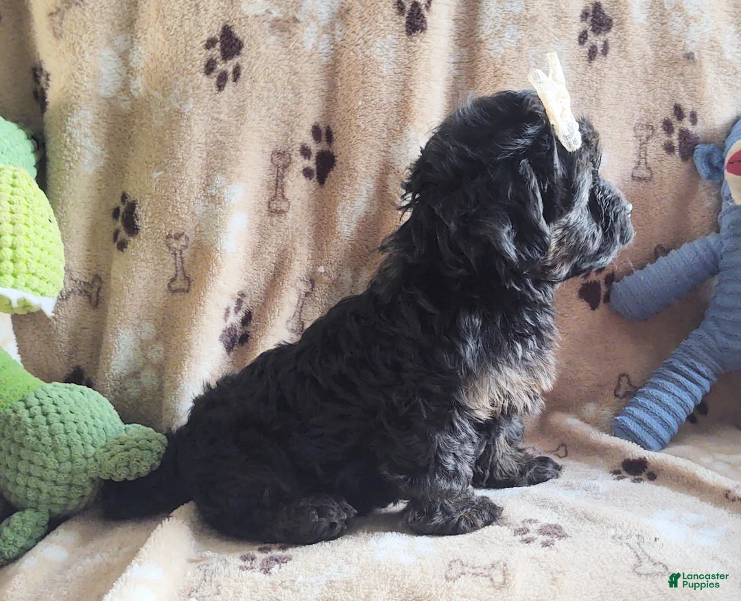 Yorkiepoo dogs for sale: Starr Bright - Ad 4