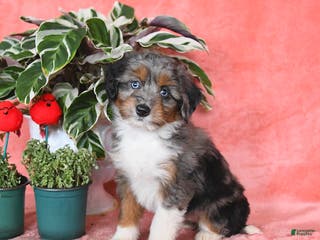 Mini Aussiedoodle dogs Callie - Ad 12