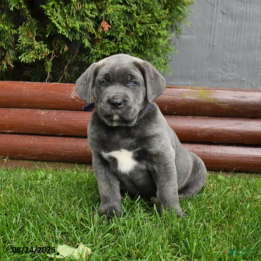 Cane Corso dogs Aster - Ad 2