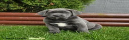 Cane Corso dogs for sale: Aster - Ad 2