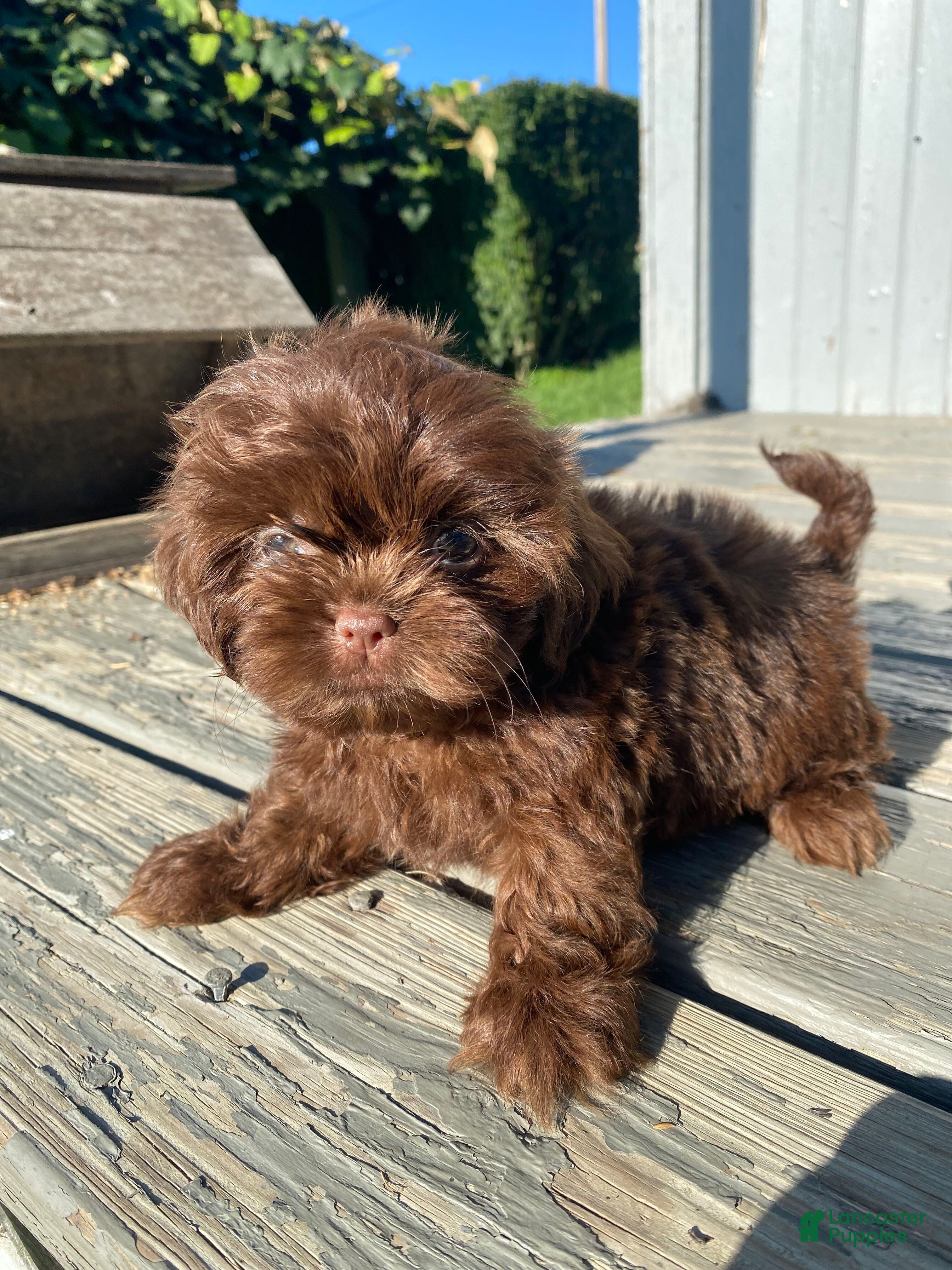 Shih Tzu dogs Luna - Ad 2