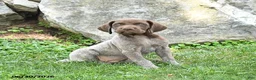 German Shorthaired Pointer dogs for sale: Remington - Ad 3