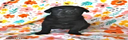Labrador Retriever dogs for sale: Tracy - Ad 2