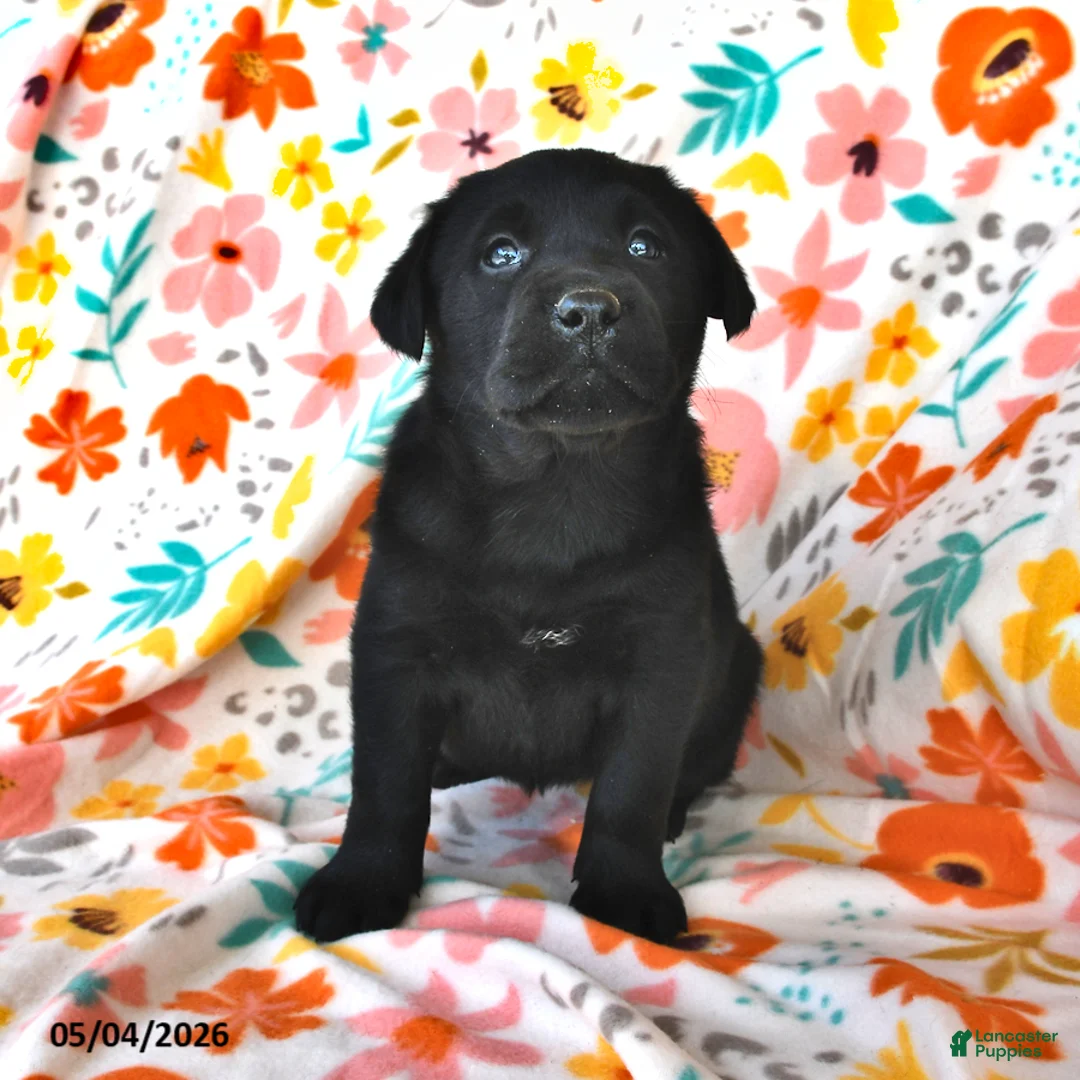Labrador Retriever dogs for sale: Tracy - Ad 2