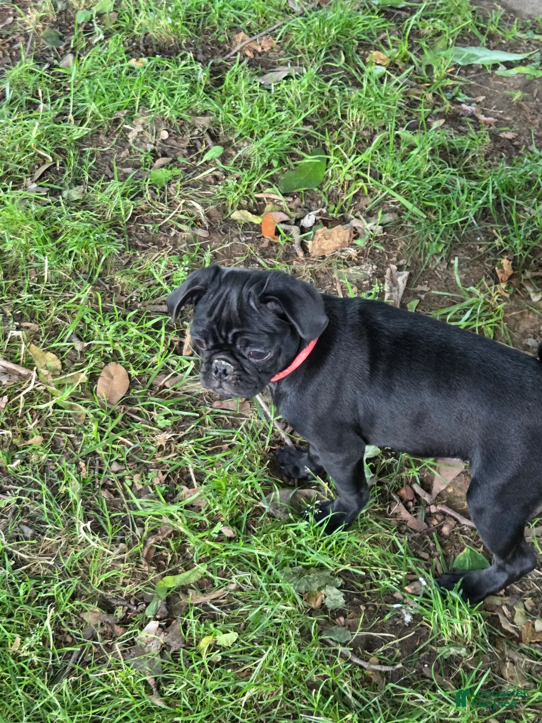 Pug dogs for sale: Azalea  - Ad 1