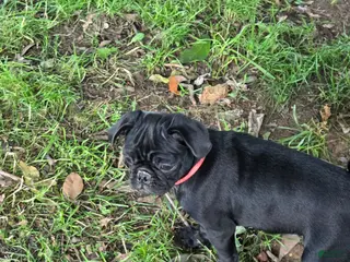 Pug dogs for sale: Azalea - Ad 2