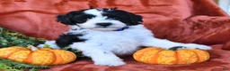Aussiedoodle dogs for sale: Allen  - Ad 3