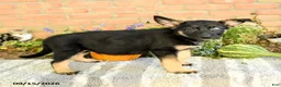 Gerberian Shepsky dogs for sale: Theo - Ad 3
