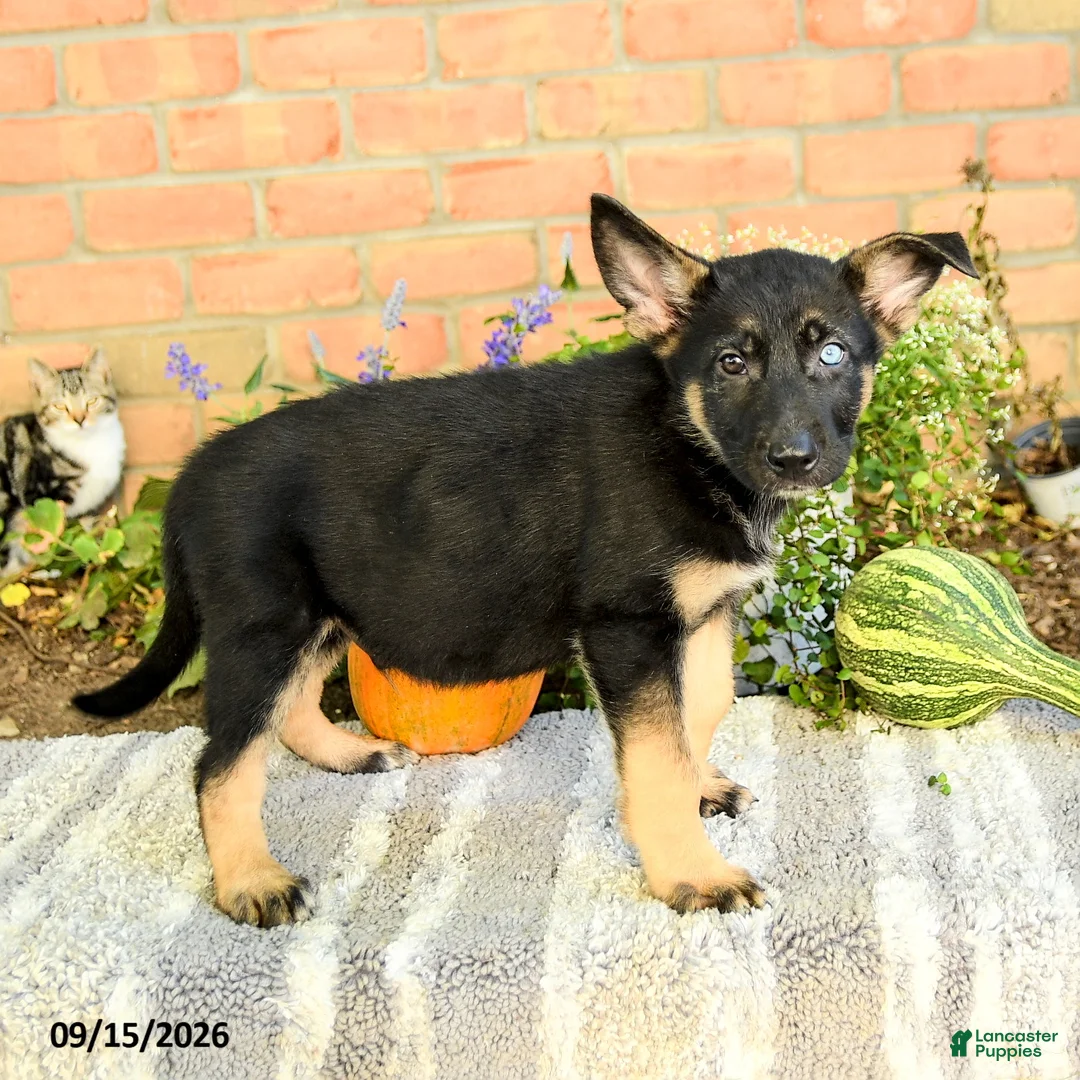 Gerberian Shepsky dogs for sale: Theo - Ad 3