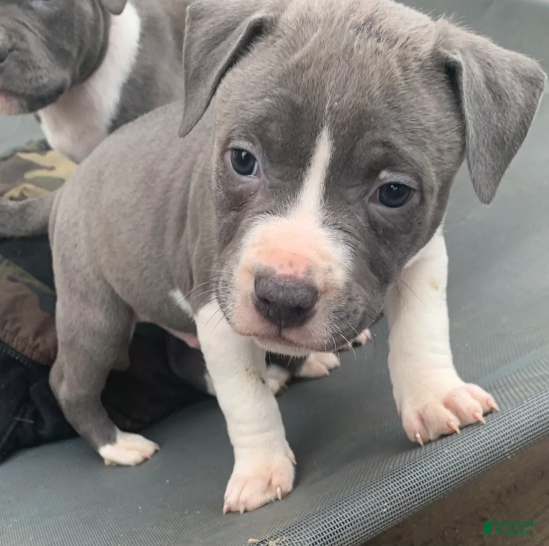 American Pit Bull Terrier dogs for sale: Zeus - Ad 2