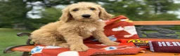 Labradoodle dogs for sale: Zena (Girl) - Ad 4