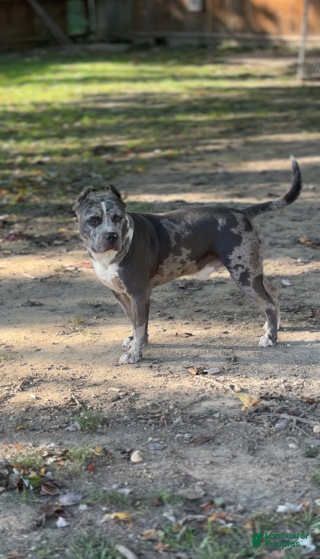 American Bully dogs for sale: Xena - Ad 5