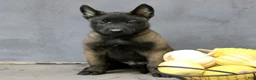 Belgian Malinois dogs for sale: Riley  - Ad 4