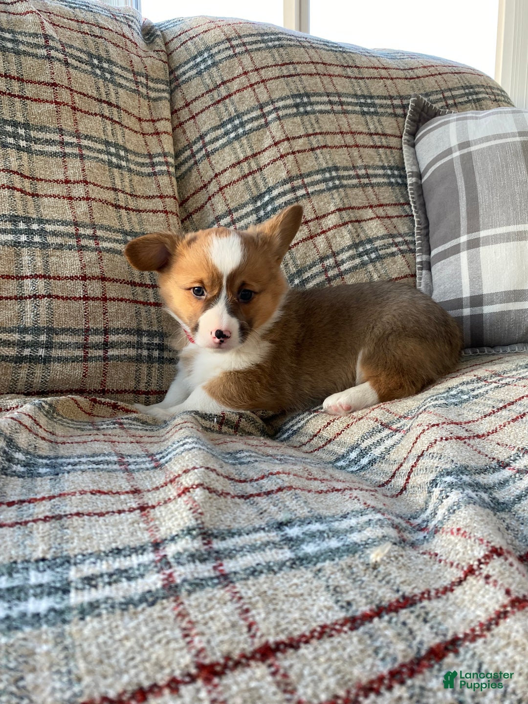 Welsh Corgi Pembroke dogs for sale: Welsh Corgi Pembroke Puppy 2 - Ad 1