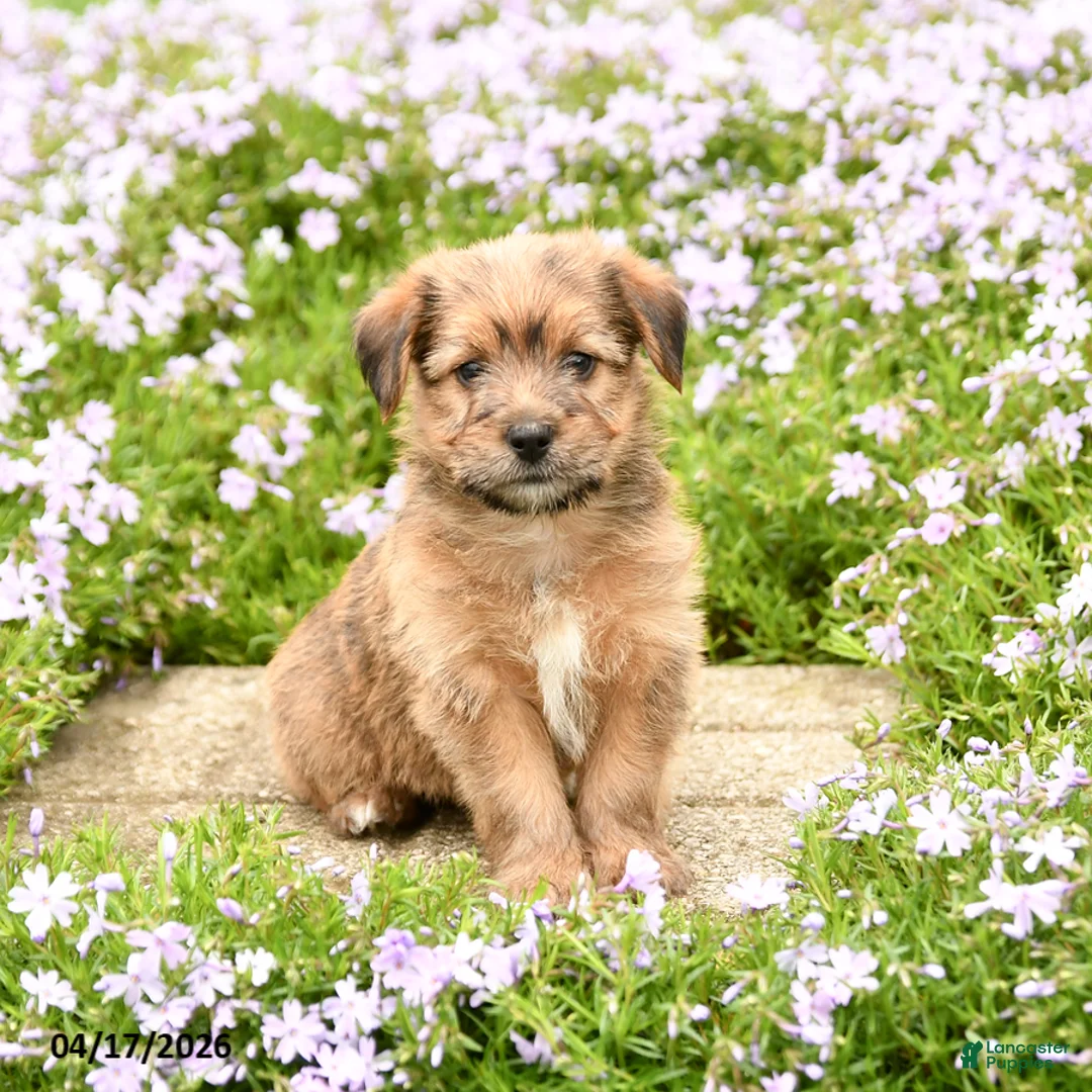 Mixed Breed dogs for sale: Duke - Ad 1