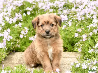 Mixed Breed dogs for sale: Duke - Ad 4