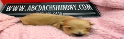 Dachshund dogs for sale: Import - Ad 27