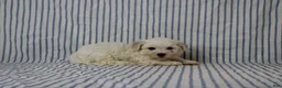 Maltipoo dogs for sale: Jonas - Ad 3