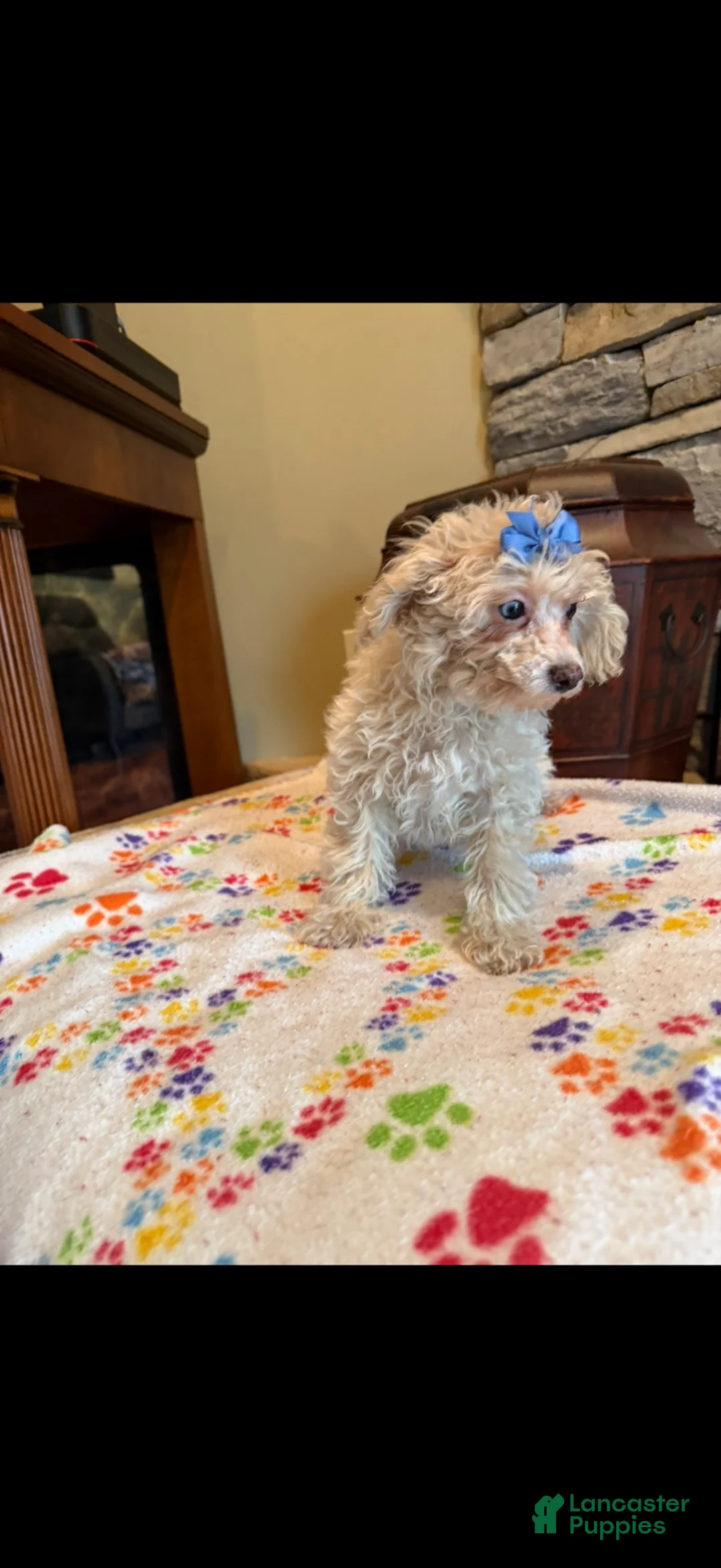 Miniature Poodle dogs for sale: Mia - Ad 3