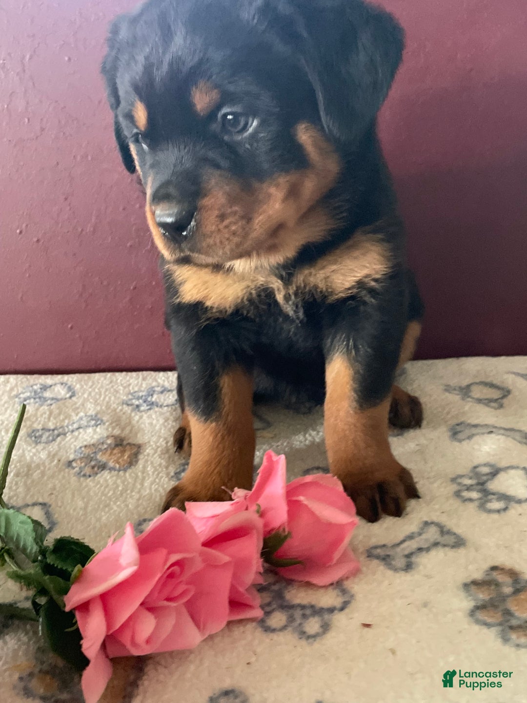 Rottweiler dogs for sale: Bella - Ad 4