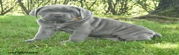 Cane Corso dogs for sale: Runner - Ad 3