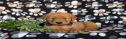 Golden Retriever dogs for sale: Kinsley - Ad 5