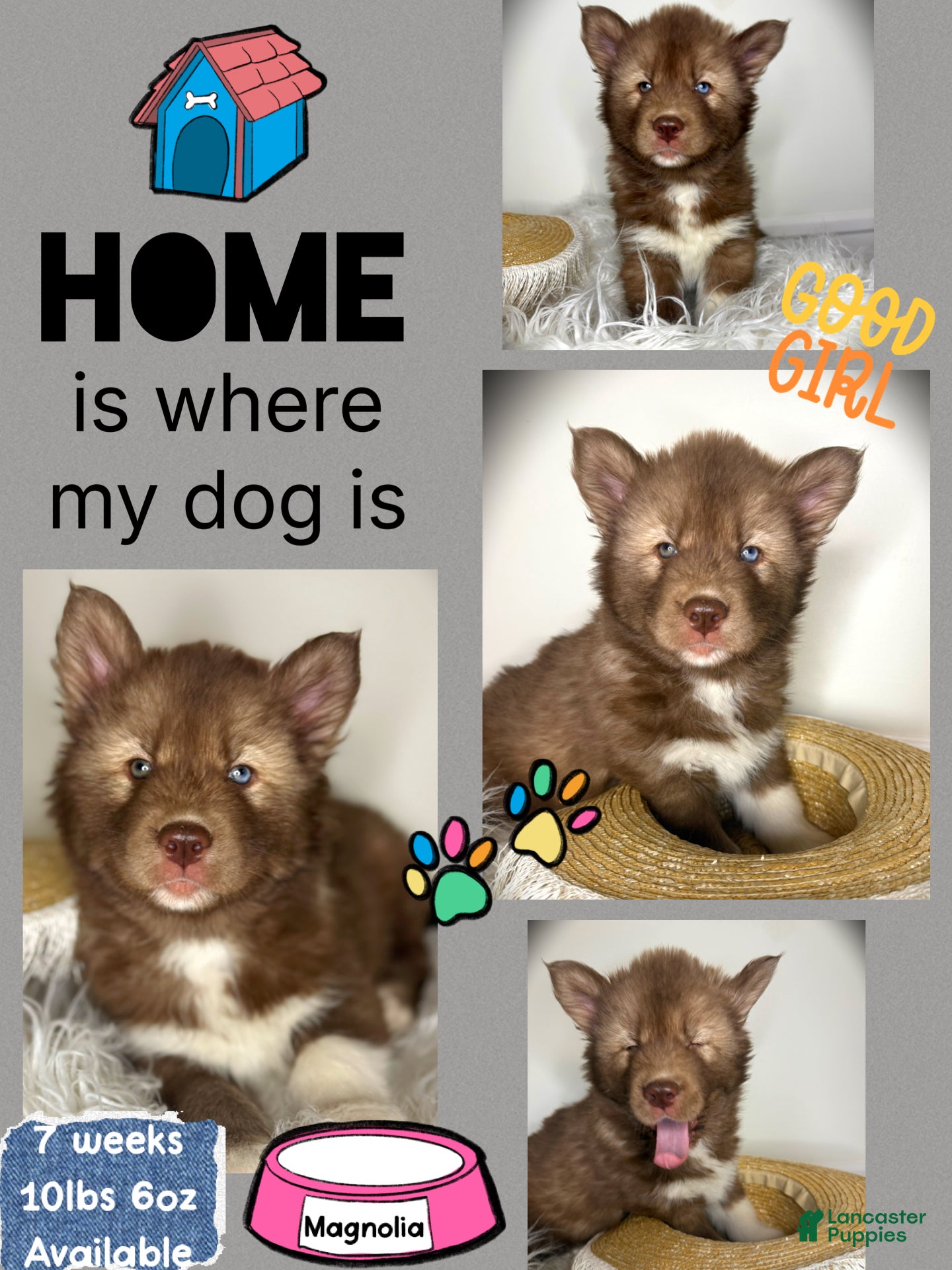 Siberian Husky dogs Magnolia - Ad 22