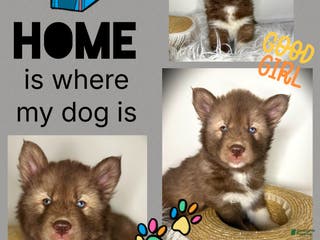 Siberian Husky dogs Magnolia - Ad 22