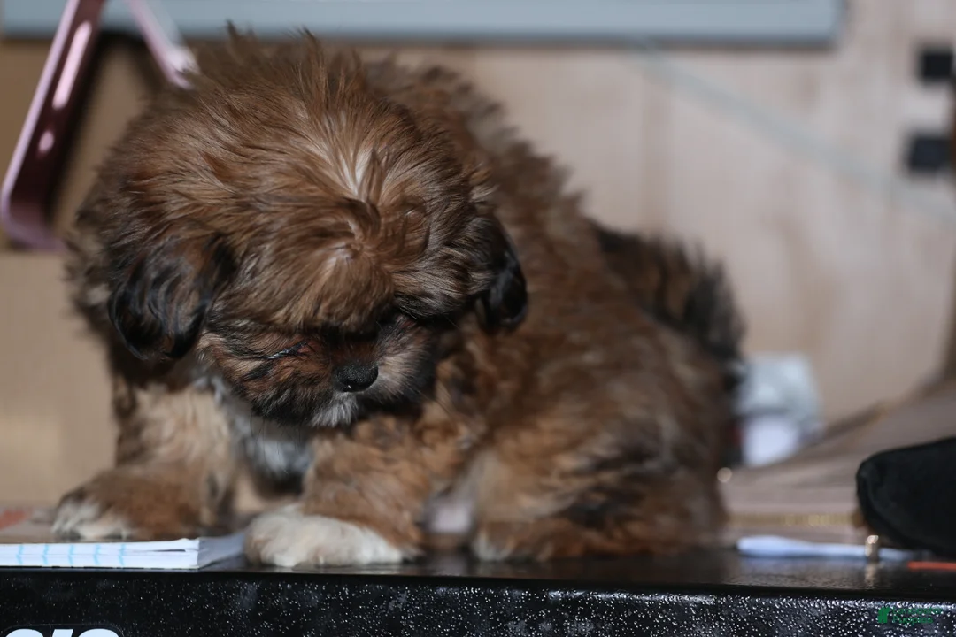 Shih Tzu dogs for sale: Shih Tzu Puppy 3 - Ad 4