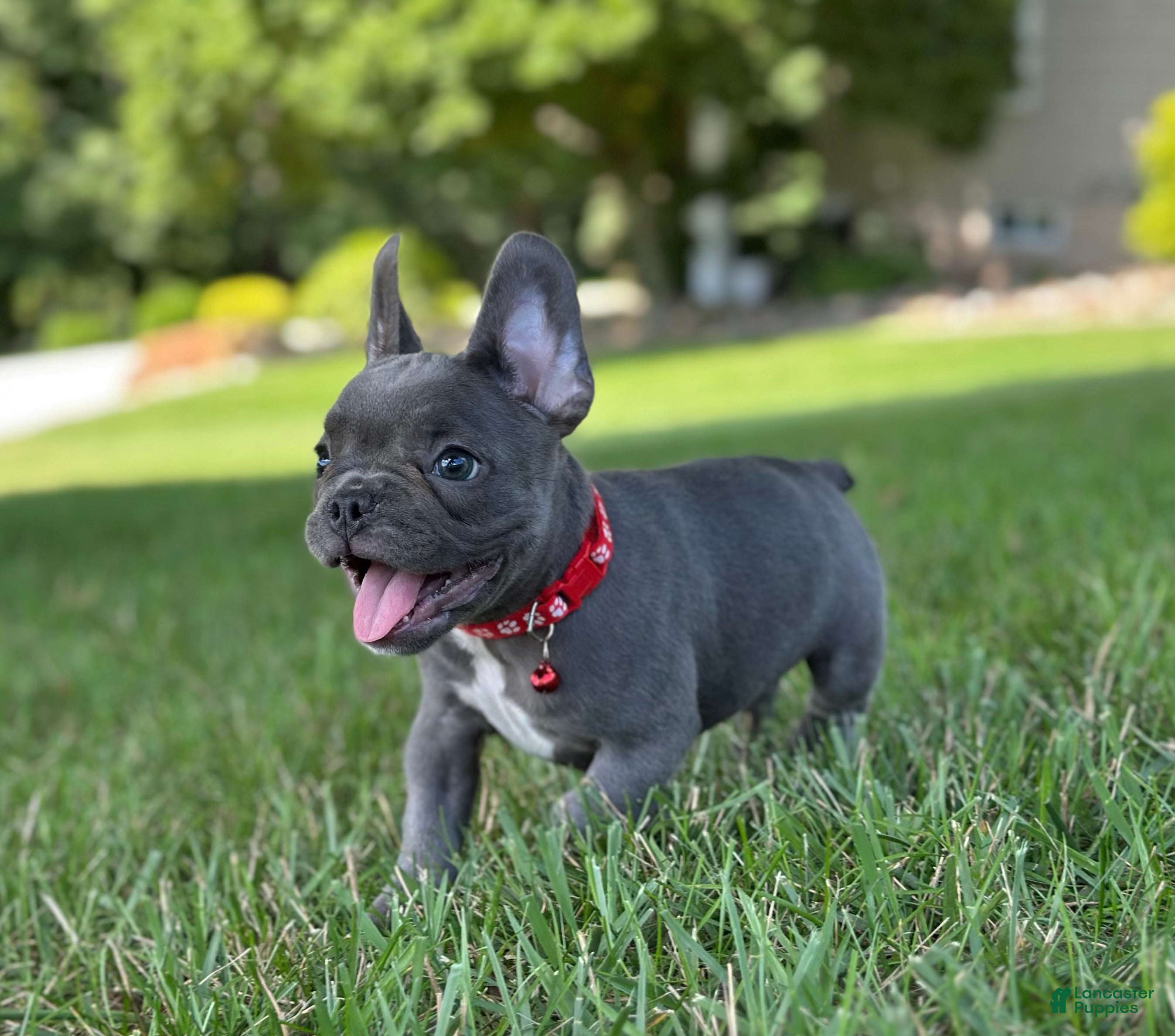 French Bulldog dogs Fifi - Ad 2