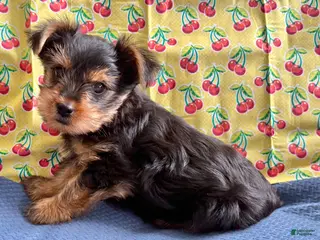 Yorkshire Terrier dogs KitKat - Ad 10