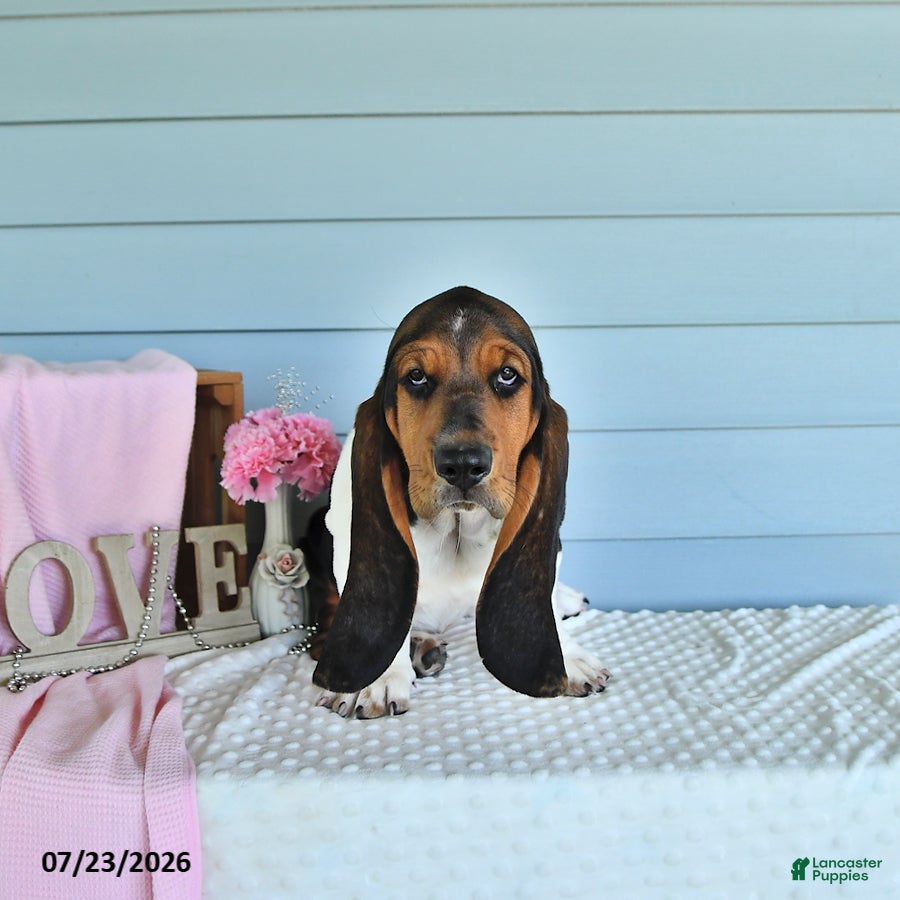 Basset Hound dogs Lacey - Ad 2