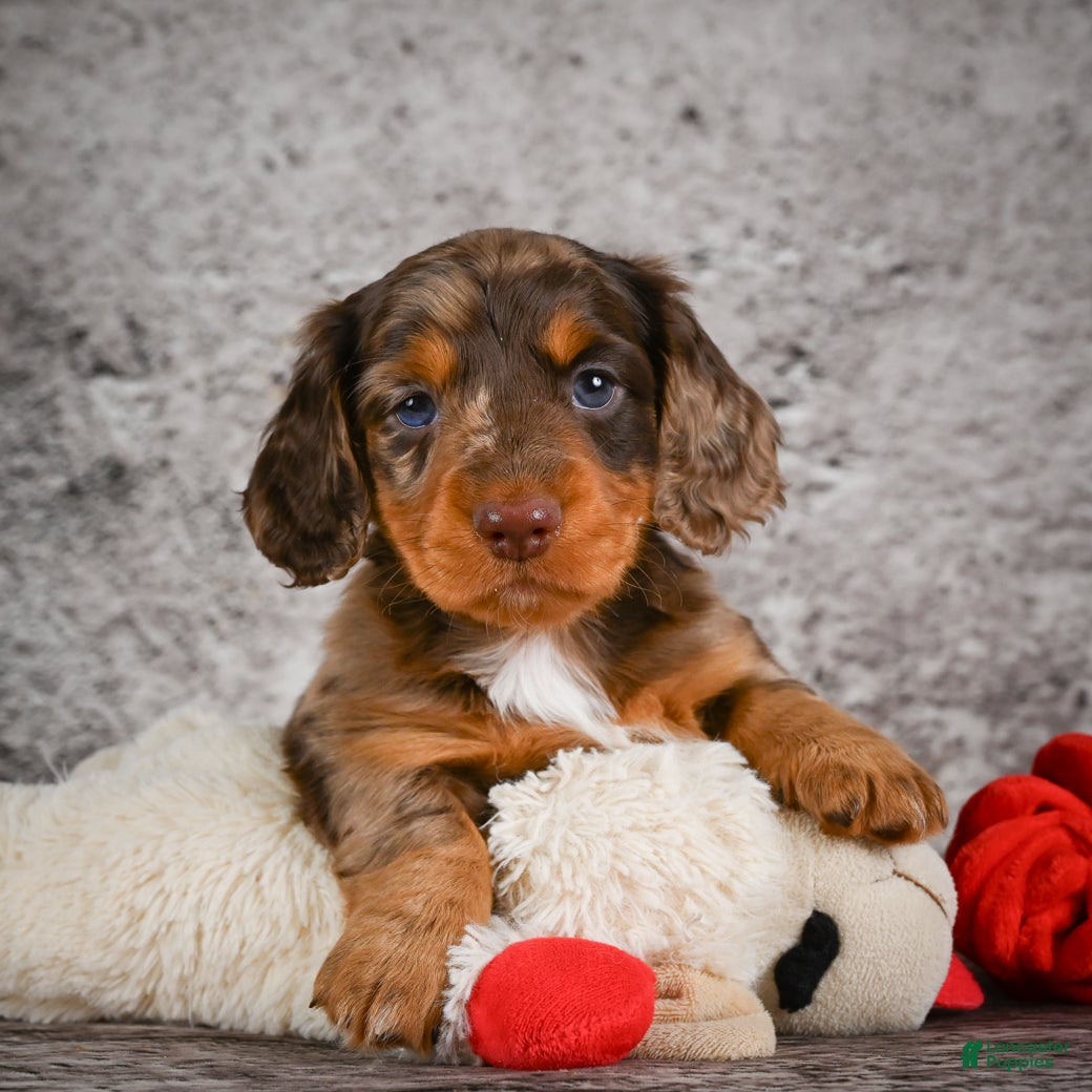 Miniature Dachshund dogs Caden - Ad 1