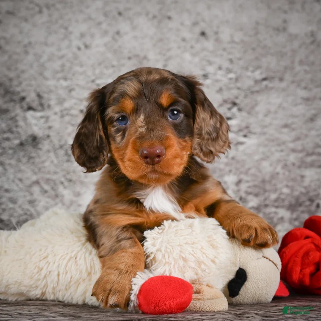 Miniature Dachshund dogs for sale: Caden - Ad 1