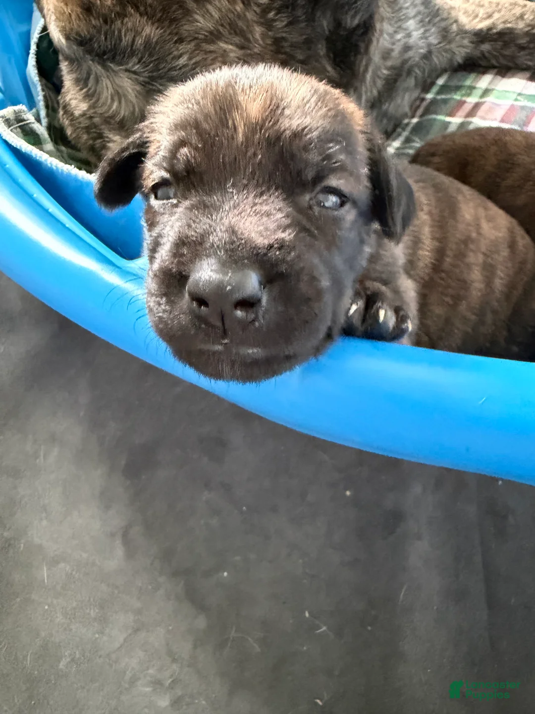 Mixed Breed dogs for sale: Fila Sao Miguel x Belgian Malinois Puppy 1 - Ad 2