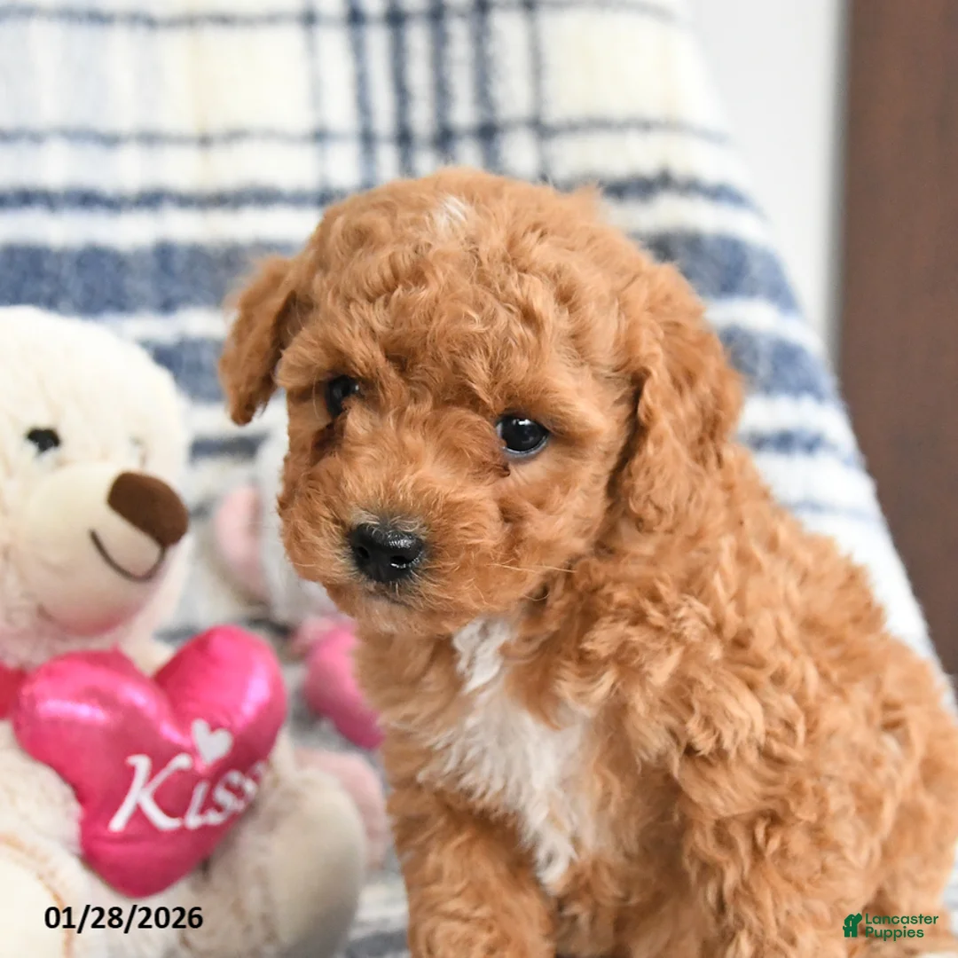 Havapoo dogs for sale: Toast - Ad 2