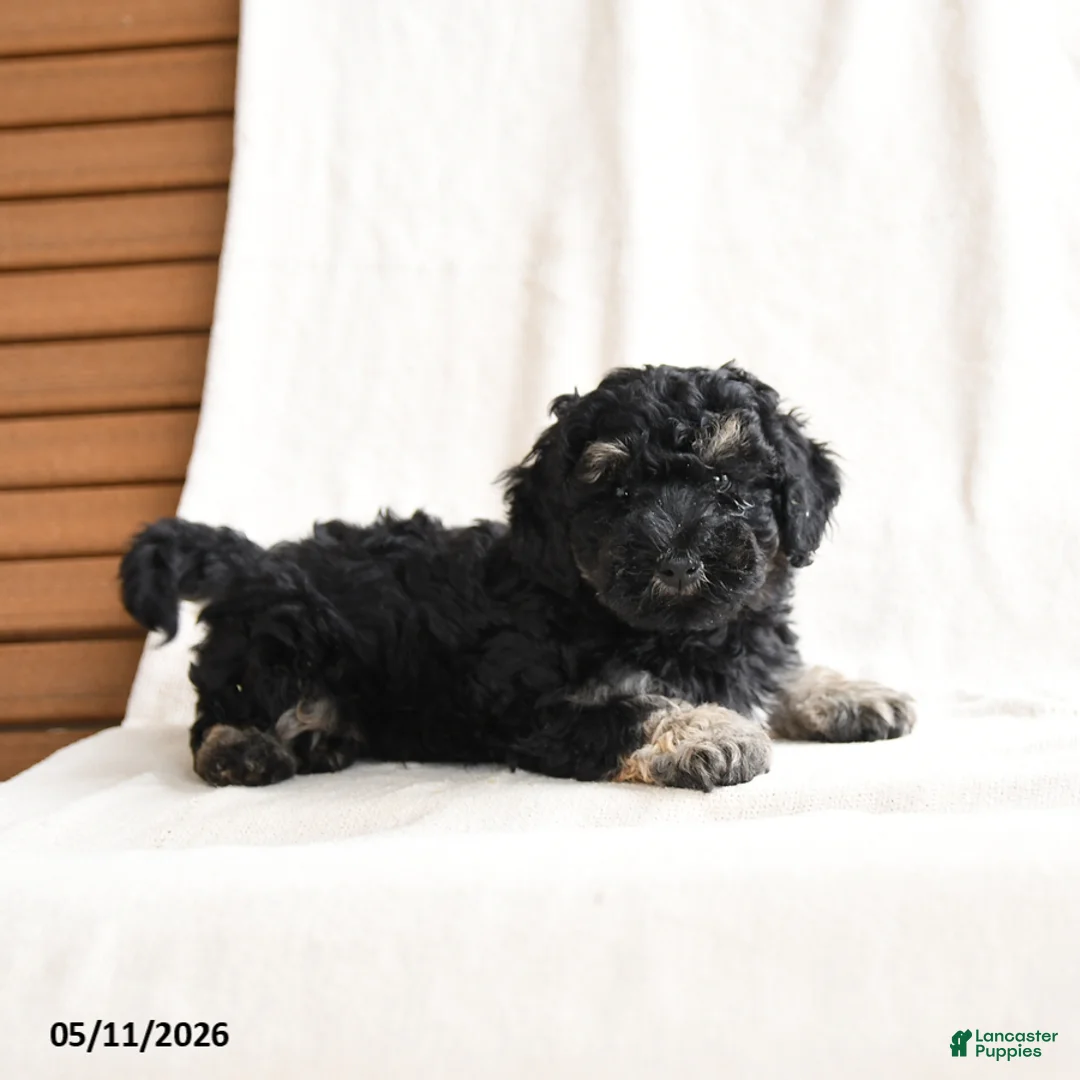 Miniature Poodle dogs for sale: Hans  - Ad 1